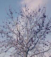 Blue sky and tree view