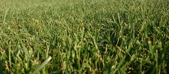 Green grass in detail, background view