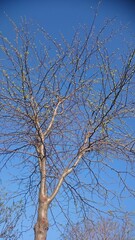 Spring tree blossoming and blue sky