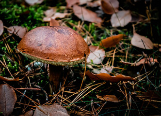 Xerocomus, edible mushroom in the autumn forest