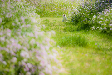 A cat surrounded by flowers on a sunny spring day