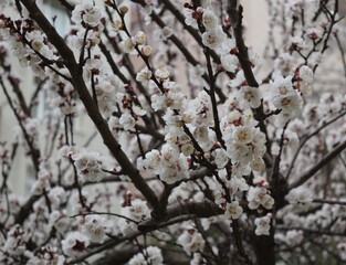 Tree blossoming, white flowers, Spring, tree flowering