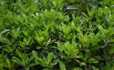 close up of a green plant, leaves in the garden