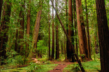 Fototapeta na wymiar Redwood forest
