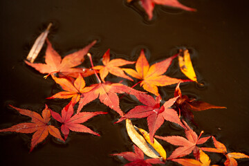 水面に浮かぶ紅葉