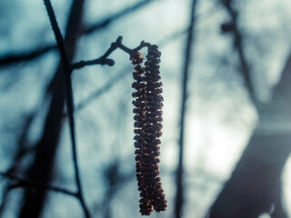 birch seeds on a branch in spring