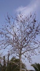 branches of a tree against the sky
