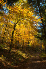 Fototapeta na wymiar bunter Herbstwald in der Ortenau nahe Schmieheim