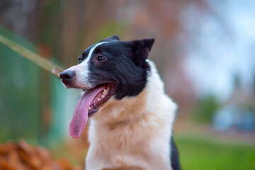Siberian husky on a leash on a leash on a cloudy autumn day.
