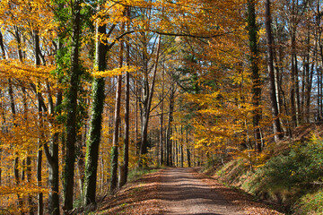 bunter Herbstwald in der Ortenau nahe Schmieheim