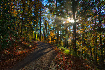 Fototapeta premium bunter Herbstwald in der Ortenau nahe Schmieheim