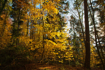 Fototapeta premium bunter Herbstwald in der Ortenau nahe Schmieheim
