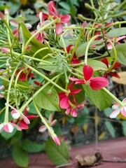 red and yellow flower