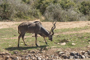 Addo Elephant National Park: kudud bull grazing