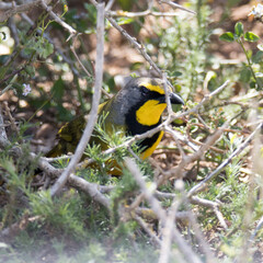 Addo Elephant National Park: Bokmakierie posing for a portrait in the thick bush of the area