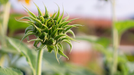 A green petite baby Sunflower with copy space