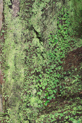  Green leaves in a limestone cave