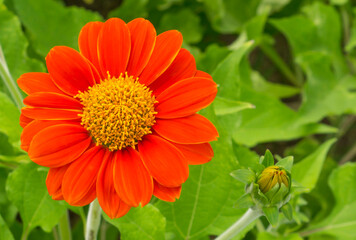 Red petals of Mexican sunflower plant known tree marigold or Japanese sunflower