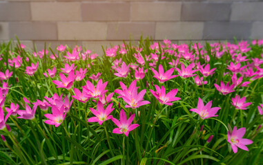 Pink Rain lily petals on green leaf blooming know as Rainflower