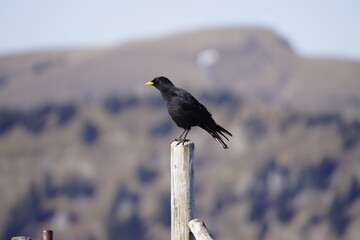 Dohle auf und über den Allgäuer Alpen bergdohle 