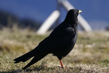 Dohle auf und über den Allgäuer Alpen bergdohle 