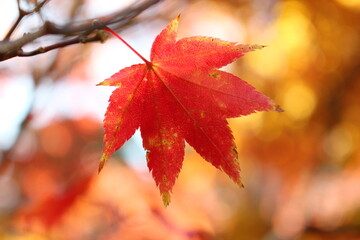 紅葉
