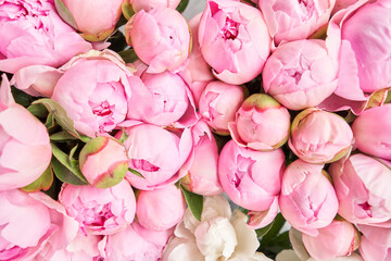 Blumenteppich oder Tapete. Hintergrund von rosa und weißen Pfingstrosen. Morgenlicht im Zimmer. Schöne Pfingstrosenblume für Katalog oder Online-Shop. Blumengeschäft und Lieferkonzept.