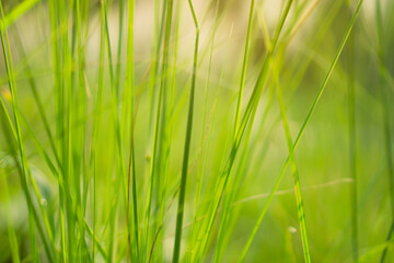 Green leaf of Crimson Fountaingrass known as Pennisetum setaceum plant