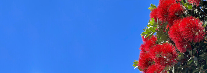 New Zealand red pohutukawa tree flowers with blue sky in the background - obrazy, fototapety, plakaty