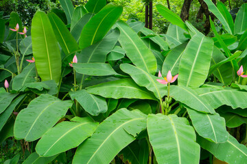 Pink petals of flowering Banana blooming on pinnately leaf