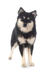 Finnish Lapphund in studio