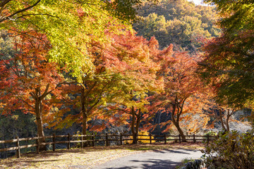秩父ミューズパークのもみじの紅葉