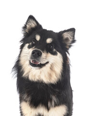 Finnish Lapphund in studio