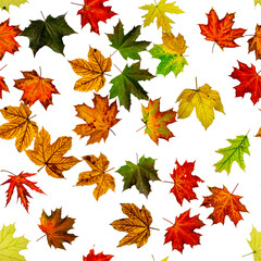 Fall leaf seamless pattern. Season leaves fall background. Autumn yellow red, orange leaf isolated on white. Colorful maple foliage.