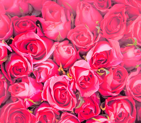 bunches of pink roses in paper wrap