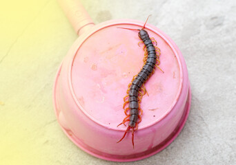 Centipedes are poisonous animals. It can bite and release poison. It has a lot of legs