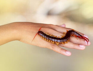 Centipedes are poisonous animals. It can bite and release poison. It has a lot of legs