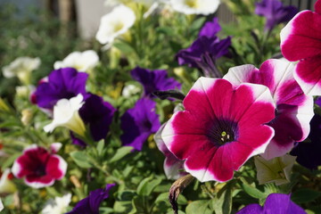 グラデーションの花