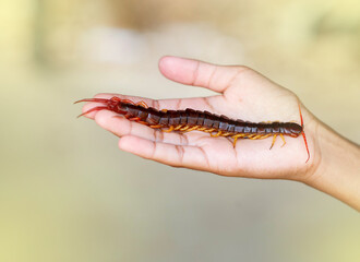 Centipedes are poisonous animals. It can bite and release poison. It has a lot of legs