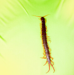 Centipedes are poisonous animals. It can bite and release poison. It has a lot of legs