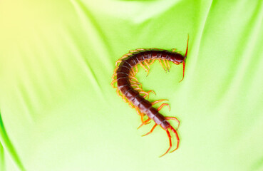 Centipedes are poisonous animals. It can bite and release poison. It has a lot of legs