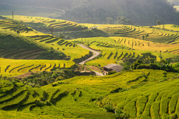 Terraced rice fields in Y ty, Sapa, Laocai, Vietnam prepare the harvest