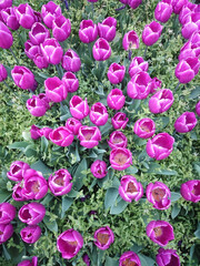 Purple Tulips with green leaves