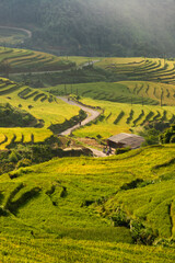 Terraced rice fields in Y ty, Sapa, Laocai, Vietnam prepare the harvest