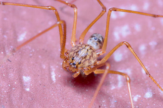 Scytodes univitatta spider posed on a red floor under the sun