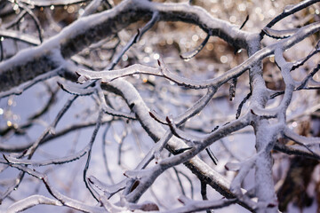 branches covered with Ice