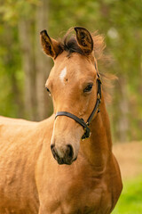 Portrait of buckskin foal, the horse with halter stands in the forest. Autumn sun