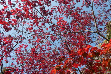 Autumn Leaves Japan