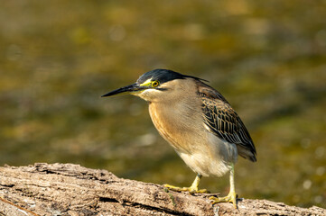 Striated heron or green backed heron portrait perched on tree trunk in natural green background at keoladeo national park or bharatpur bird sanctuary rajasthan india - butorides striata
