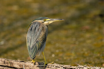 Striated heron or green backed heron portrait perched on tree trunk in natural green background at keoladeo national park or bharatpur bird sanctuary rajasthan india - butorides striata